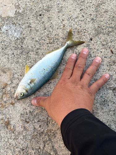 イナダの釣果