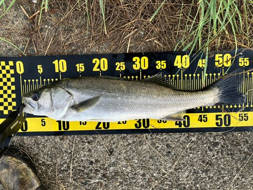 フッコ（マルスズキ）の釣果