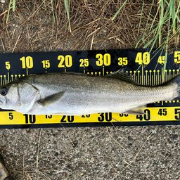 フッコ（マルスズキ）