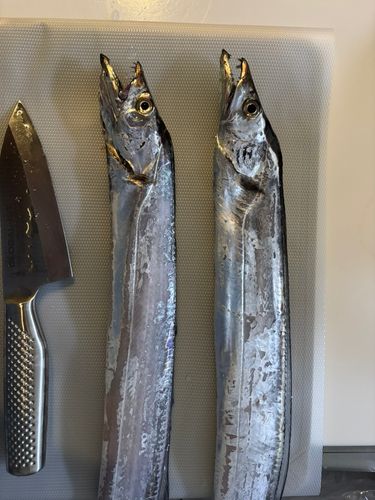 タチウオの釣果
