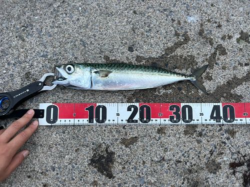 サバの釣果