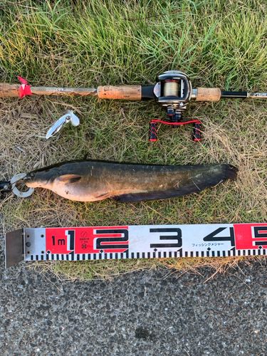 ナマズの釣果