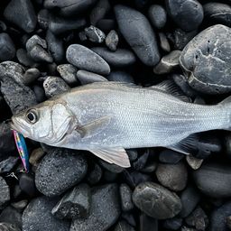 セイゴ（ヒラスズキ）