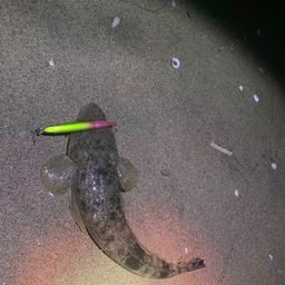 マゴチ
