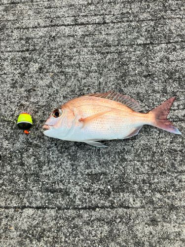 マダイの釣果