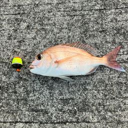 マダイ