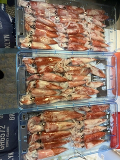 ケンサキイカの釣果