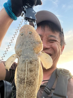 マゴチの釣果