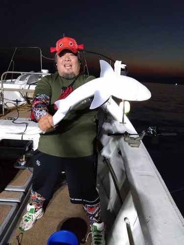 ネコザメの釣果