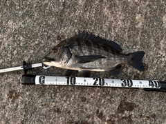 クロダイの釣果