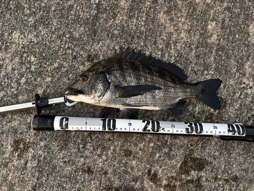 クロダイの釣果