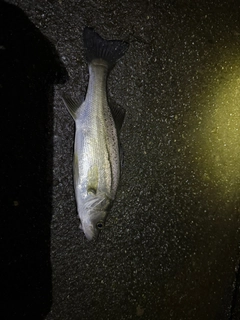 セイゴ（マルスズキ）の釣果