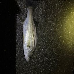 セイゴ（マルスズキ）