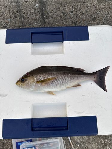イサキの釣果