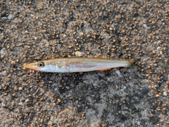 カマスの釣果