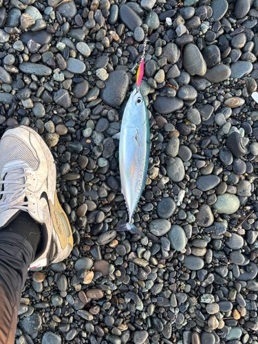 ソウダガツオの釣果