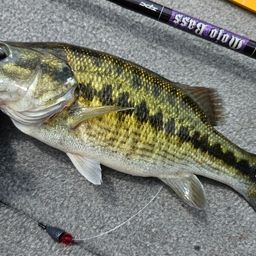 スポッテッドバス