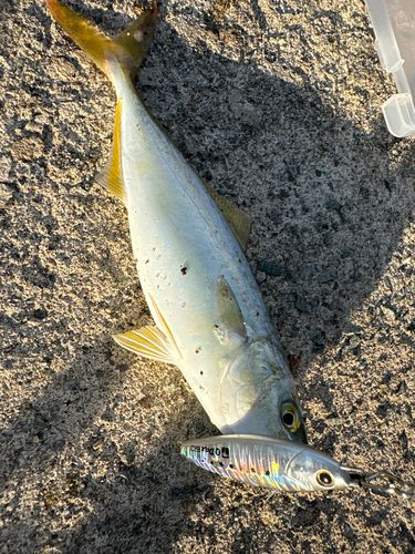 イナダの釣果