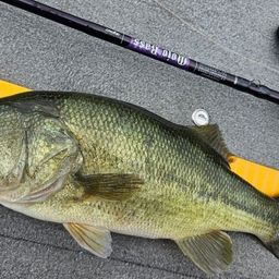 ラージマウスバス