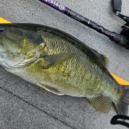 スモールマウスバス