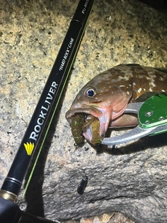 アコウの釣果