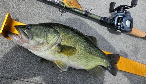 ラージマウスバスの釣果