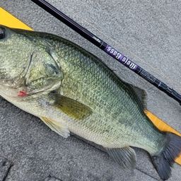 ラージマウスバス