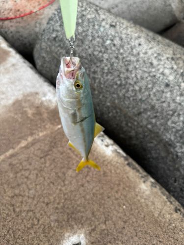 ツバスの釣果