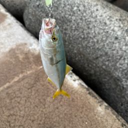 ツバス