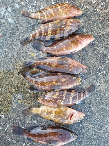 キジハタの釣果