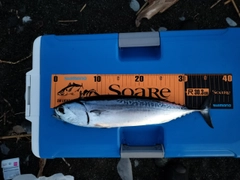 ソウダガツオの釣果