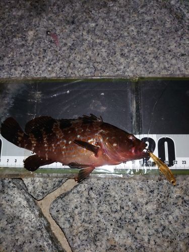 アコウの釣果
