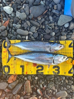ソウダガツオの釣果