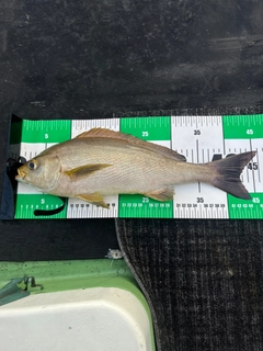 イサキの釣果