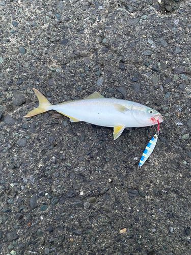 ワカシの釣果