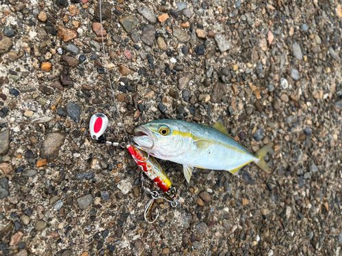 ツバスの釣果