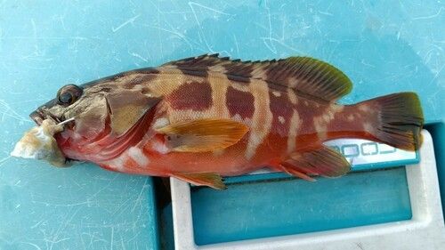 アカハタの釣果
