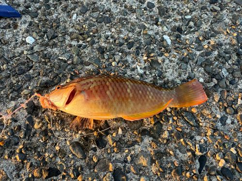 アカササノハベラの釣果