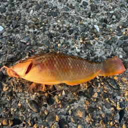 アカササノハベラ