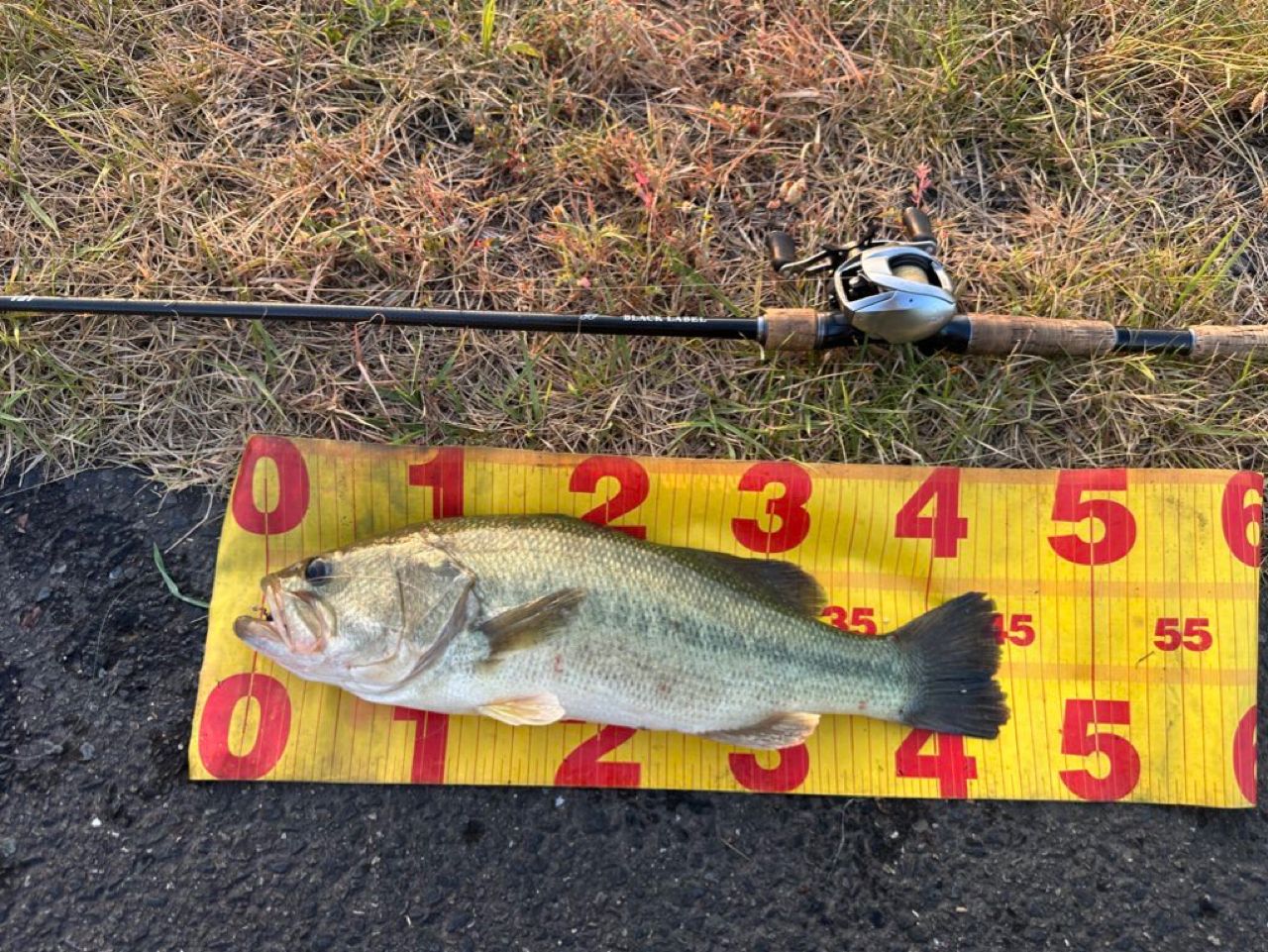 ラージマウスバス