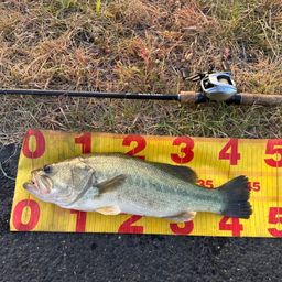 ラージマウスバス