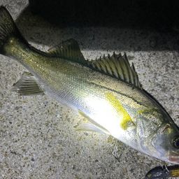 フッコ（マルスズキ）