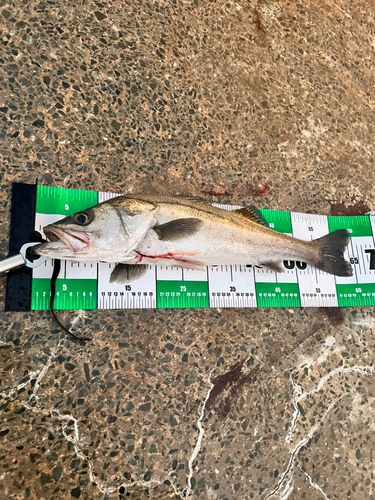 スズキの釣果