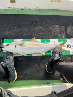 ヒラスの釣果