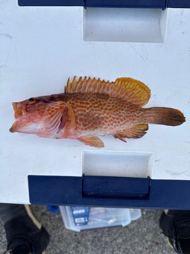 アコウの釣果