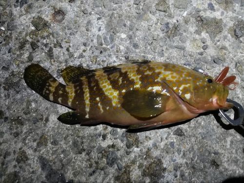 キジハタの釣果