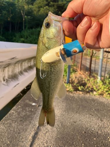 ブラックバスの釣果