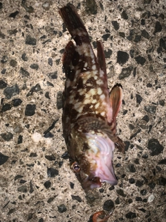 カサゴの釣果