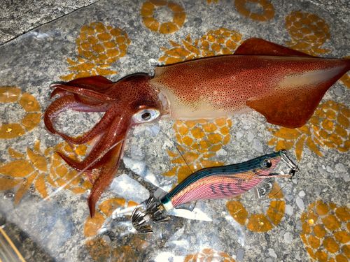 ケンサキイカの釣果