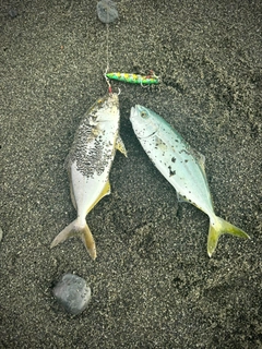 ワカシの釣果